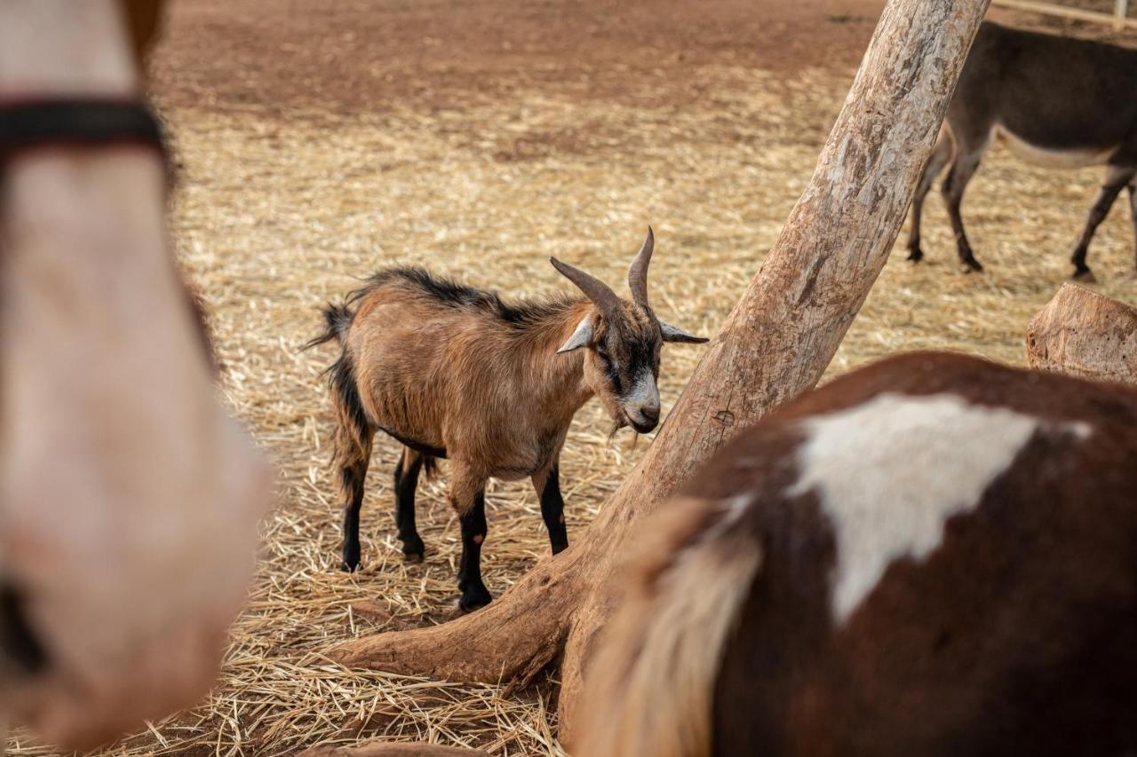 קרוביניו Agriturismo Dea Cerere מראה חיצוני תמונה